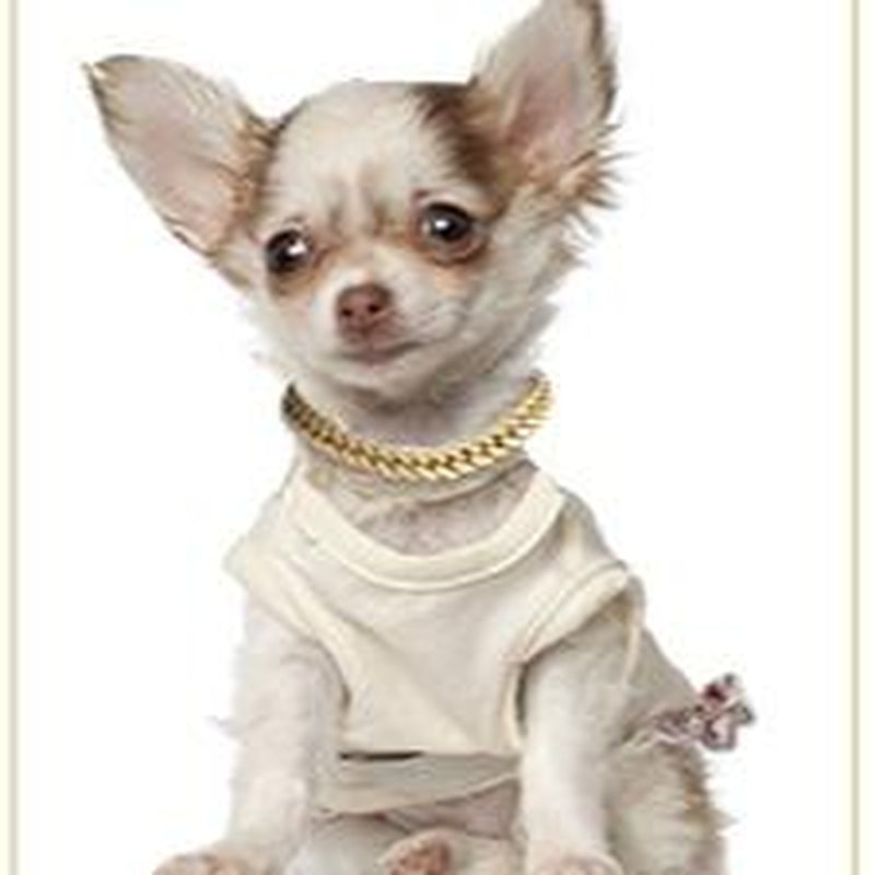 Cuban Link Gold Dog Chain Collar - Designer Metal Necklace Crystal Secure Buckle Stylish Jewelry Accessory for Small, Medium, Large Dogs Cats (Gold, 18 Inch) Diamond Pet Fashionable Chain Necklace