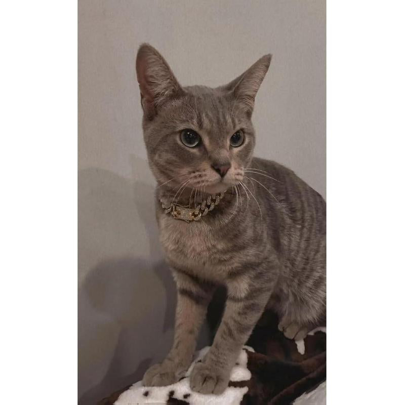 Cuban Link Gold Dog Chain Collar - Designer Metal Necklace Crystal Secure Buckle Stylish Jewelry Accessory for Small, Medium, Large Dogs Cats (Gold, 18 Inch) Diamond Pet Fashionable Chain Necklace