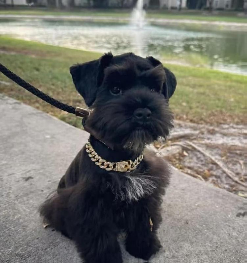 Cuban Link Gold Dog Chain Collar - Designer Metal Necklace Crystal Secure Buckle Stylish Jewelry Accessory for Small, Medium, Large Dogs Cats (Gold, 18 Inch) Diamond Pet Fashionable Chain Necklace