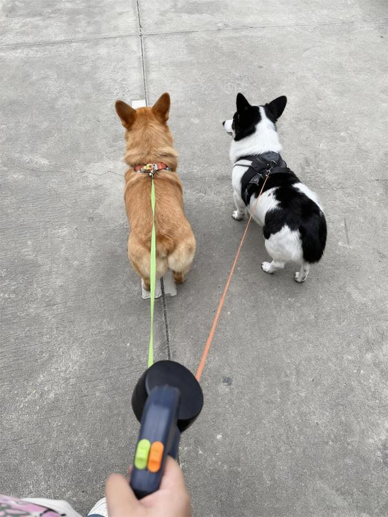 Dual Retractable Dog Leash — 3M, No-Tangle 360° Swivel, Flashlight & Poop Bag Holder